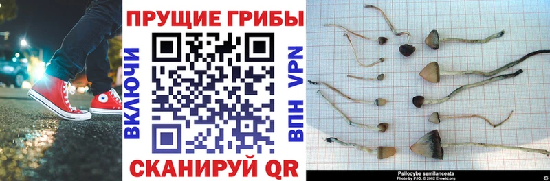 Галлюциногенные грибы Psilocybe  купить   Сясьстрой 